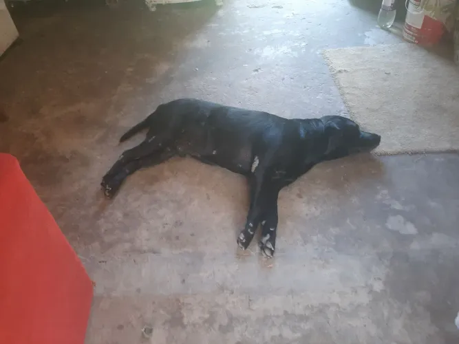 Cachorro lavrador obediente guia até pessoas com deficiência visual