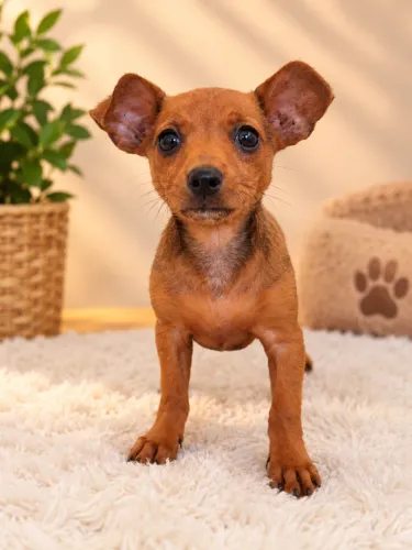 Pinscher Fêmea (pai 0 mãe 1)