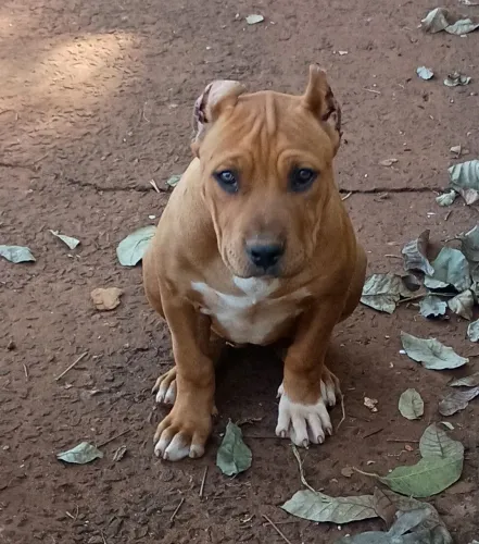 Pitmonster disponíveis, filhotes com pedigree