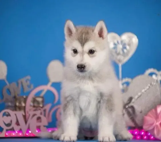 Filhotes de Husky Siberiano | Venha conhecer nossos bebês!