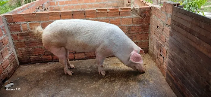 Vendo troco porco barrao 230 quilos 2 anos