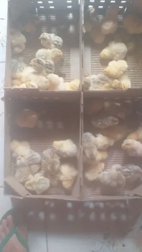 Pintos caipira pedrês