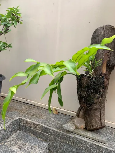 ORQUÍDEA DAMA DA NOITE 