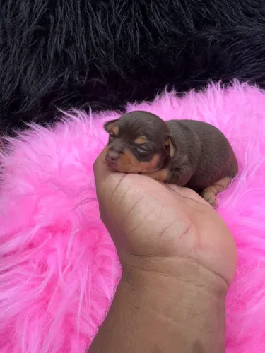 Pinscher fêmea chocolate miniatura 