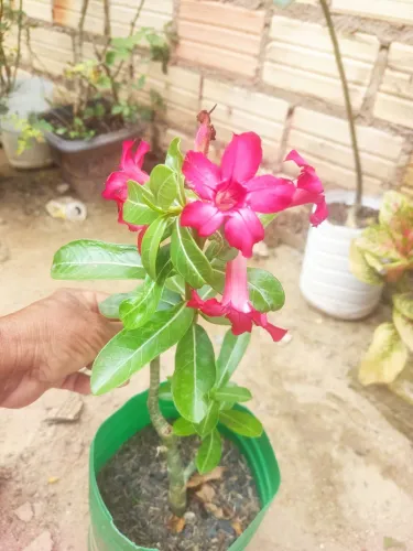 Rosa do deserto 