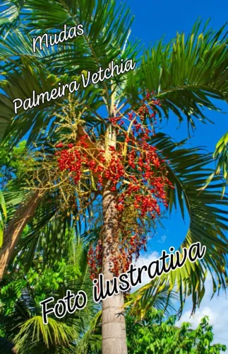 4 Mudas de Palmeira Vetchia