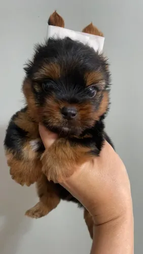 Yorkshire - Um fofíssimo rapazinho!