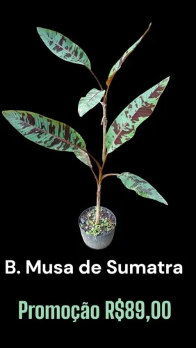 Bananeira musa de sumatra