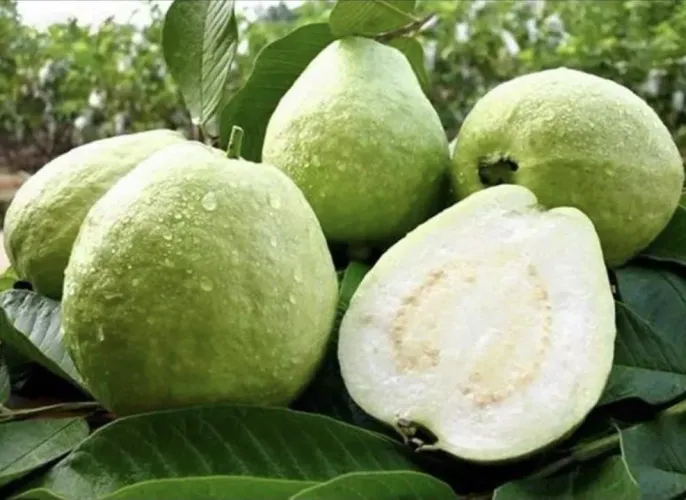 Mudas de Goiaba Frescas e Suculentas