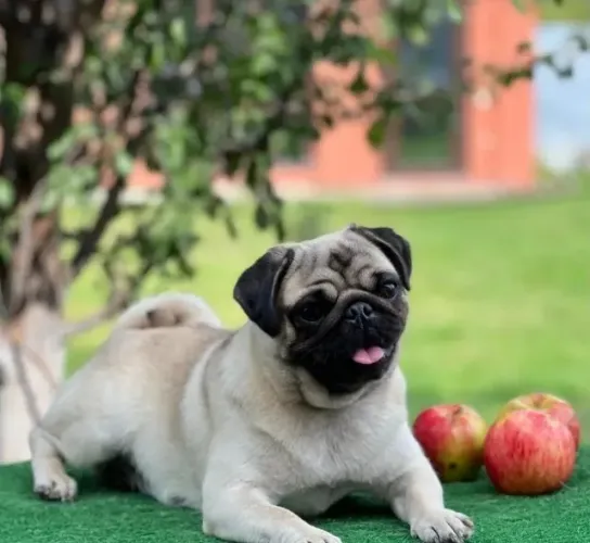 Filhotes de Pug | A alegria da casa tem patinhas!