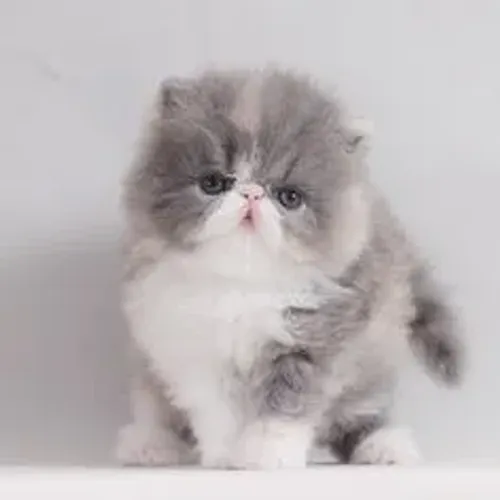 Gato Persa Disponível 