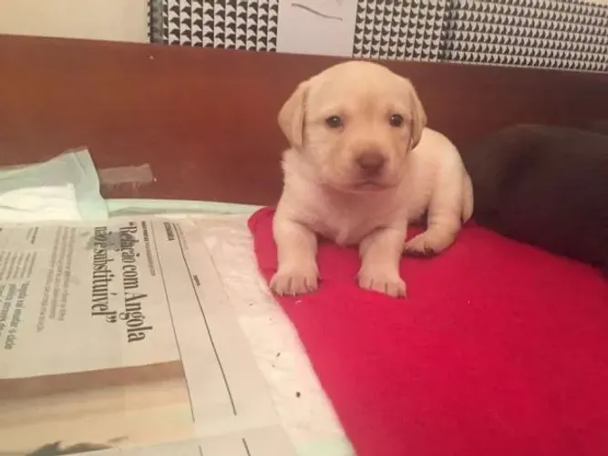 Labrador - Um companheiro leal, carinhoso e cheio de amor pra dar, machinho 55 dias-Dani