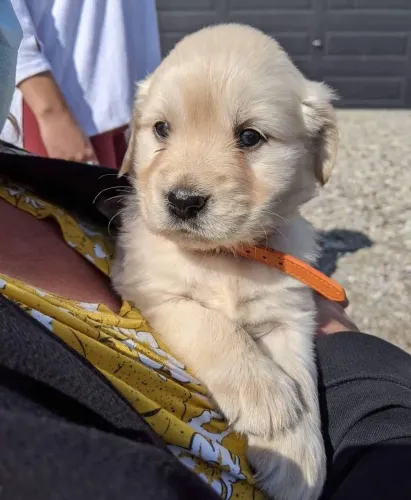 Golden Retriever charmoso