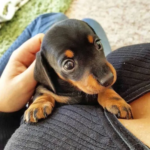 Filhotes de Dachshund ( salsicha) kaninchen para reserva