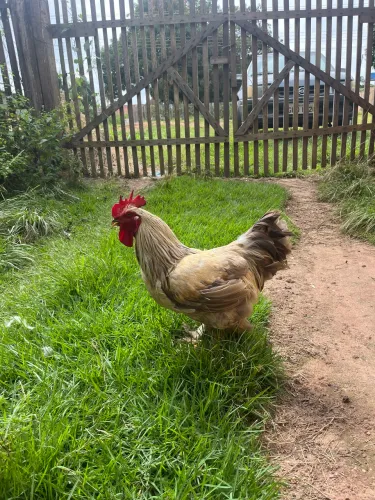 Vendo galo Brahma última unidade 