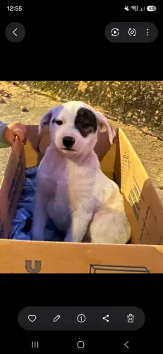 Doação de filhotinho de vira lata, porte pequeno