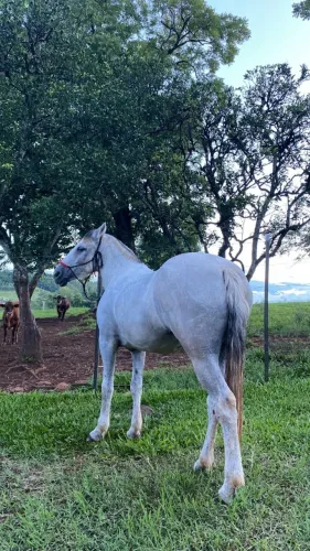 Égua criola tordilha 