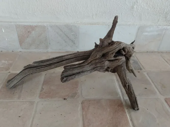 Raízes tratadas 