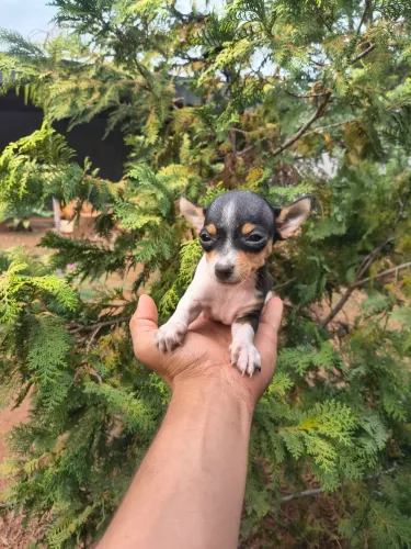 Pinscher 0 Fêmea e Macho Disponível ( Canela Seca )