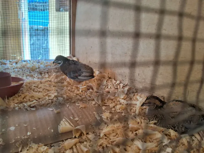 Disponível casal de codorna chinesa