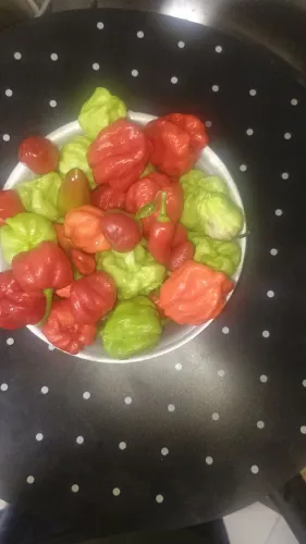 Pimenta Carolina Reaper 