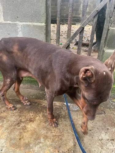 Doberman