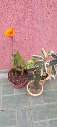 Vasos com lindas plantas de sol