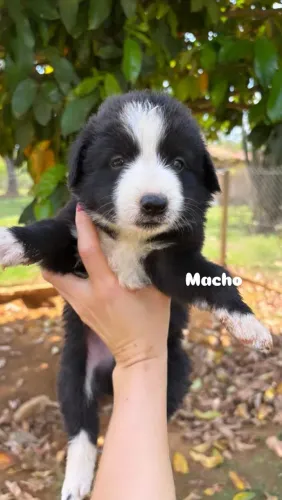 Border Collie Filhotes