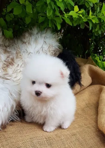 Cachorro Lulu da Pomerania companheiro perfeito com carinho em casa