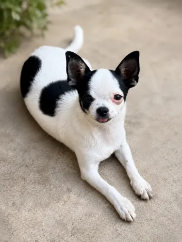 Chihuahua fêmea promoção