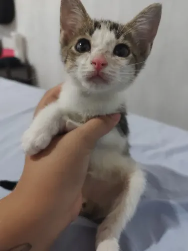 Gatas filhotes para Adoção