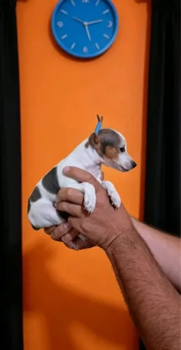 Filhotes Lindos e Saudáveis