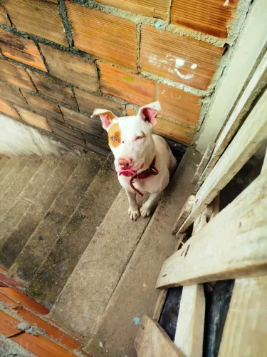 American Pit Bull Terrier tradicional90%