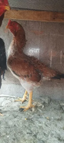 Galinha shamo