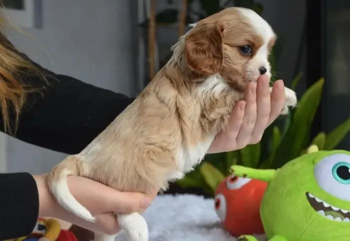 Cavalier King Charles com Garantia de Saúde e Parcelamento em até 12x