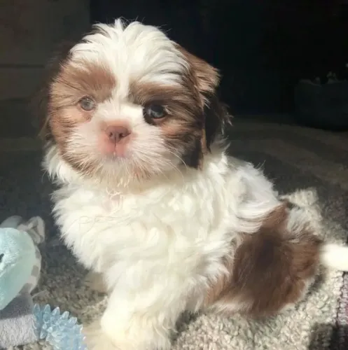 Shih tzu - saúde e qualidade garantida para você