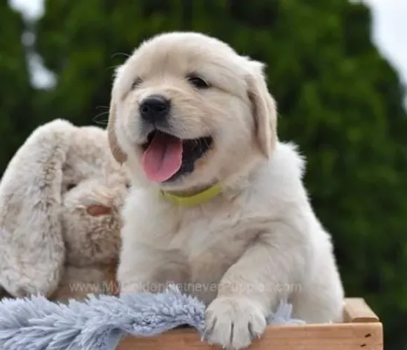 Golden Retriever Filhotes Perfeitos.