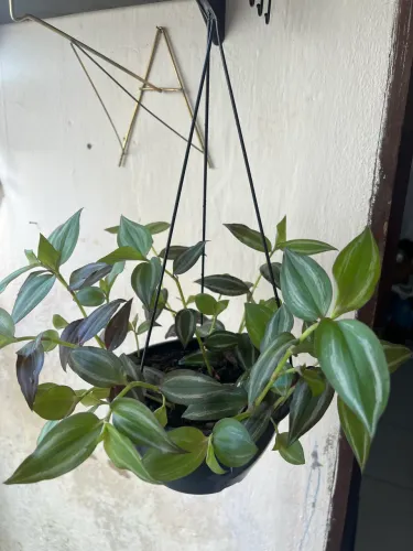 Plantas naturais
