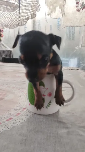 Pinscher miniatura 00