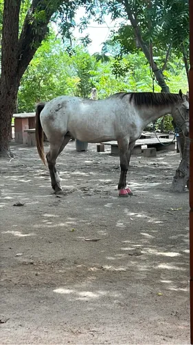 Égua quarto de milha com mangalarga 