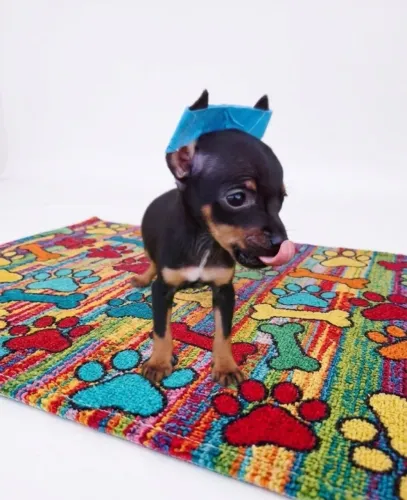 Pinscher Mini Cheios de Energia