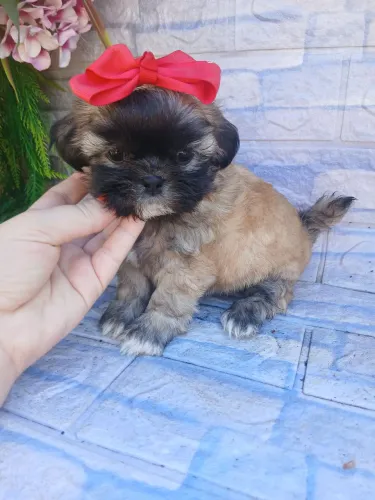 Shitzu fêmea mini uma princesinha