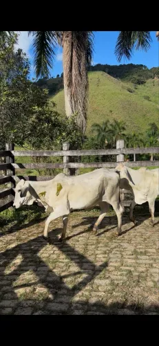 8 Fêmeas a venda 