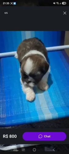 shihtzu femea