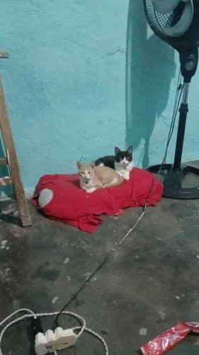 Gatos para doação 