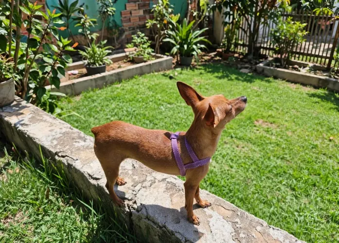 Vende se pinsher femea 1 ano com todas as vacinas<br>1 ano de idade <br>todas as vacinas em dia