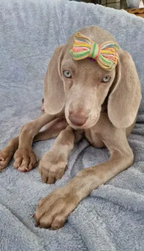 Vendo filhotes de Weimaraner