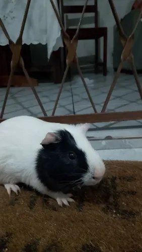 Porquinho da índia macho