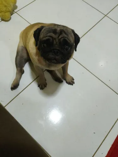 Pug fêmea no cio 
