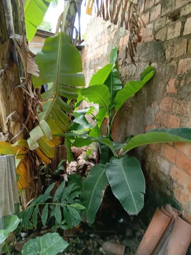 Mudas de banana